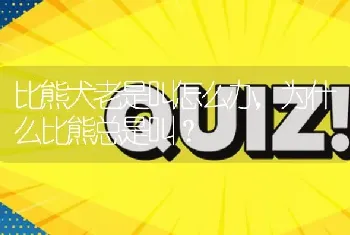 比熊犬老是叫怎么办，为什么比熊总是叫？