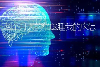 两个月大的猫咪睡我的床怎么办？