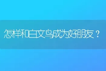 怎样和白文鸟成为好朋友？