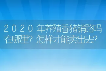 2020年养殖香猪销路吗在哪里？怎样才能卖出去？