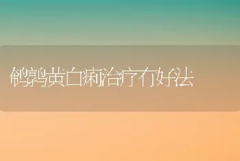 鹌鹑黄白痢治疗有好法