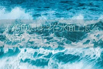 鹦鹉鱼侧身浮在水面上怎么救活？