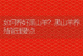 如何养好黑山羊？黑山羊养殖管理要点