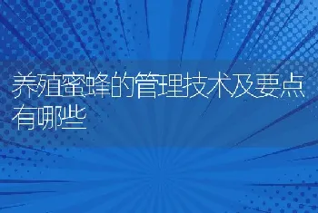 养殖蜜蜂的管理技术及要点有哪些