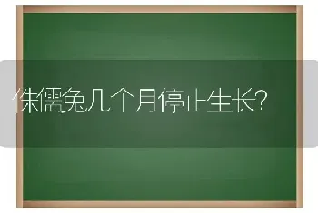 侏儒兔几个月停止生长？