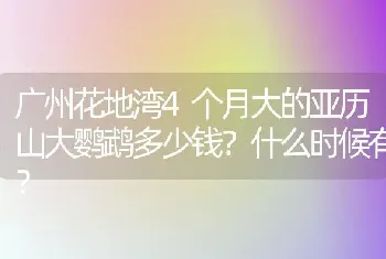 广州花地湾4个月大的亚历山大鹦鹉多少钱？什么时候有？