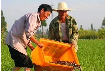 养殖台湾泥鳅投料喂养的三个注意事项