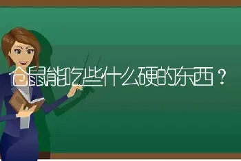 仓鼠能吃些什么硬的东西？