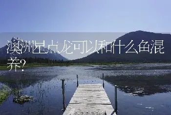 澳洲星点龙可以和什么鱼混养？