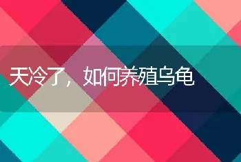 天冷了，如何养殖乌龟