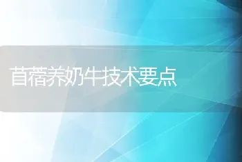 苜蓿养奶牛技术要点