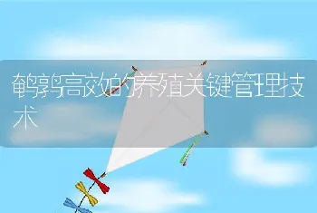 鹌鹑高效的养殖关键管理技术