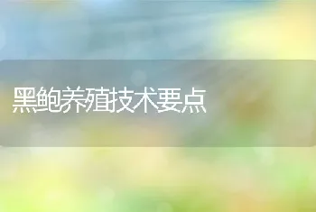 黑鲍养殖技术要点