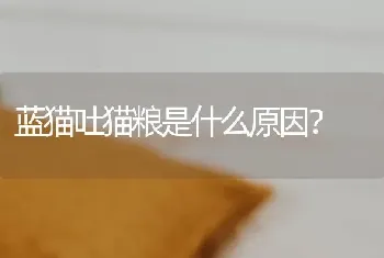 蓝猫吐猫粮是什么原因？