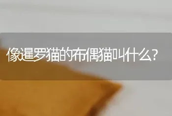 像暹罗猫的布偶猫叫什么？