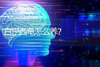 白巴西龟怎么养？