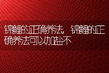 锦鲤的正确养法，锦鲤的正确养法可以加盐不