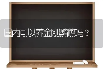 国内可以养金刚鹦鹉吗？