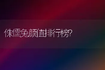 侏儒兔颜值排行榜？