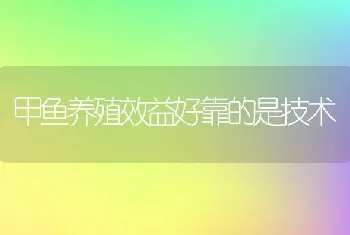 甲鱼养殖效益好靠的是技术