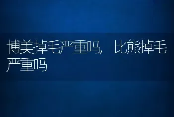 博美掉毛严重吗，比熊掉毛严重吗