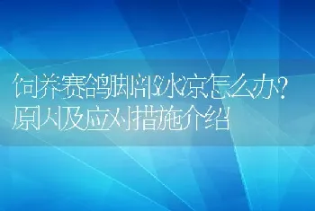 饲养赛鸽脚部冰凉怎么办？原因及应对措施介绍