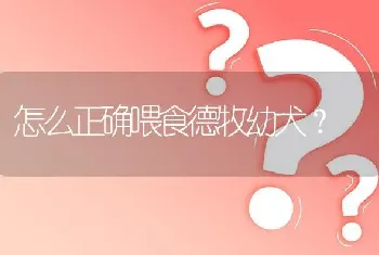 怎么正确喂食德牧幼犬？