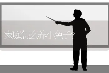 家庭怎么养小兔子？