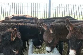 肉驴生长缓慢的问题