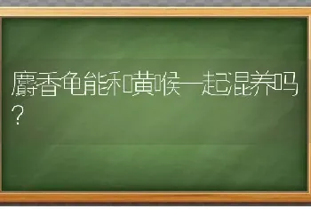 麝香龟能和黄喉一起混养吗？