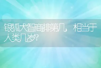 银狐犬智商排第几，相当于人类几岁？