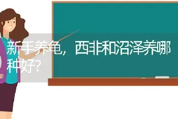 新手养龟，西非和沼泽养哪种好？