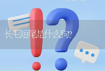 长毛短尾是什么狗？