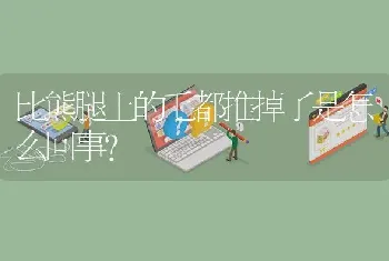 比熊腿上的毛都推掉了是怎么回事？