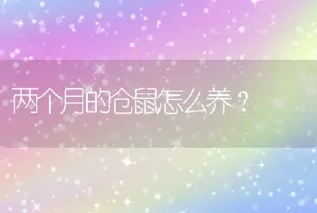 两个月的仓鼠怎么养？