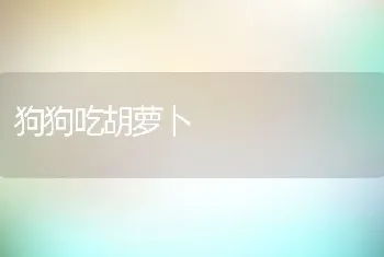 狗狗吃胡萝卜