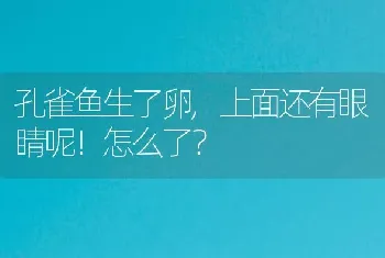 孔雀鱼生了卵,上面还有眼睛呢！怎么了？