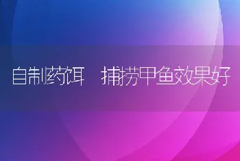 自制药饵捕捞甲鱼效果好