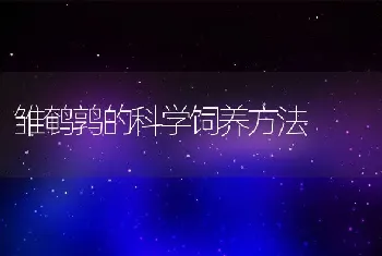 雏鹌鹑的科学饲养方法