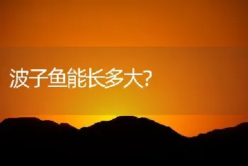 波子鱼能长多大？