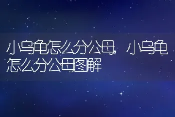 小乌龟怎么分公母，小乌龟怎么分公母图解