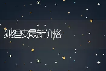 狐狸皮最新价格