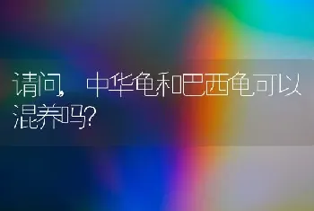 请问,中华龟和巴西龟可以混养吗？