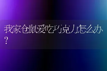 我家仓鼠爱吃巧克力怎么办？