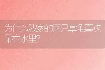 为什么我家的两只草龟喜欢呆在水里？