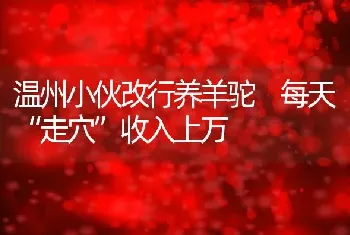 温州小伙改行养羊驼 每天“走穴”收入上万