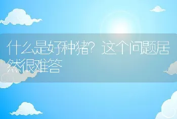 什么是好种猪？这个问题居然很难答