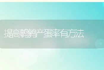 提高鹌鹑产蛋率有方法