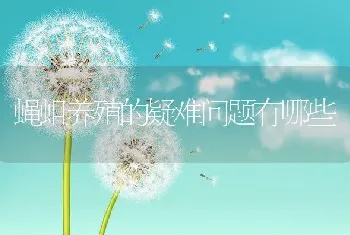 蝇蛆养殖的疑难问题有哪些