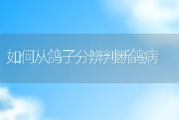 如何从鸽子分辨判断鸽病